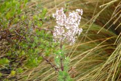DSC00723-scaled